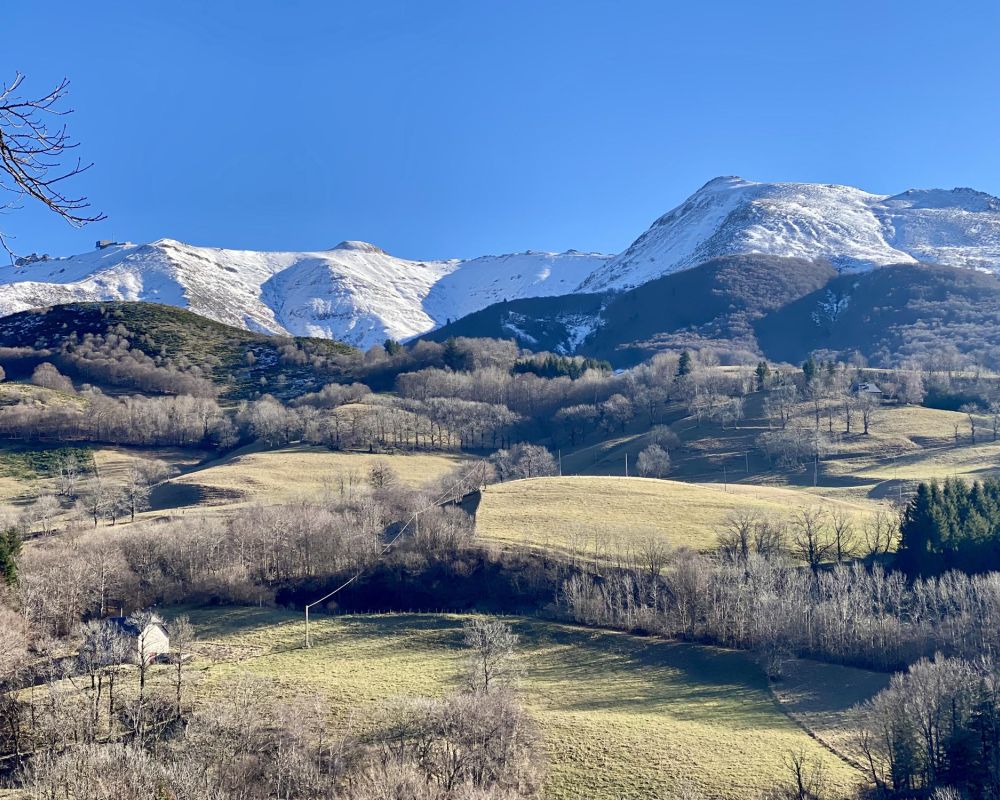 A Saint-Jacques-des-Blats, à la Ferme du Griou, Anais et Sylvain élèvent 30 vaches laitières de race Montbéliarde. La moitié de leur production de lait est transformée en Cantal fermier.